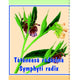 Ceai de tataneasa 100gr - Cyani