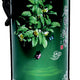 Ceai verde superior (cut. metal) 100gr - Naturalia Diet