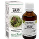 Extract din muguri de brad 50ml - Plantextrakt