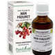 Extract din muguri de mar paduret 50ml - Plantextrakt