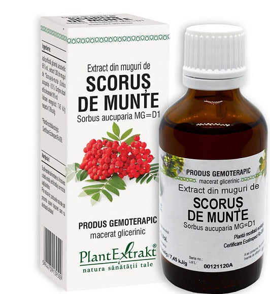 Extract din muguri de scorus de munte 50ml - Plantextrakt